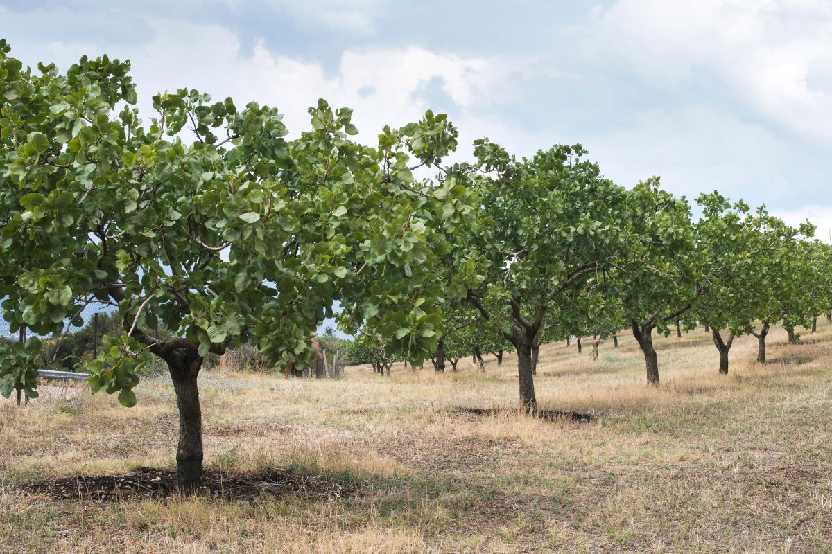 Pistachio (Pistacia vera).jpg